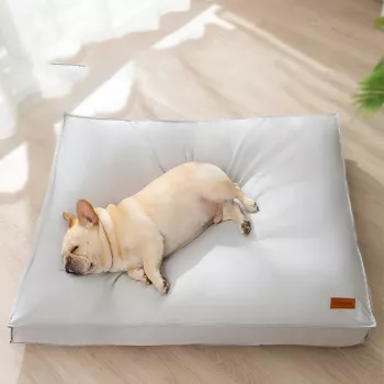 Dog Beds That Resist Tearing: What Works for Chewers